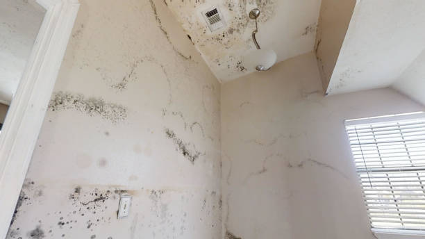 Best Mold-Related Health Consultation  in Lake Mary, FL