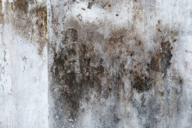 Best Mold Odor Removal Services  in Lake Mary, FL
