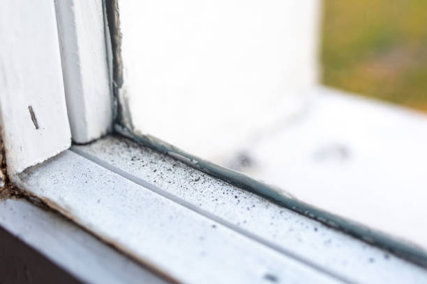 Lake Mary, FL Mold Removal Company
