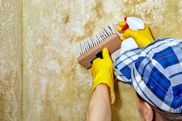 Best Attic Mold Removal  in Lake Mary, FL