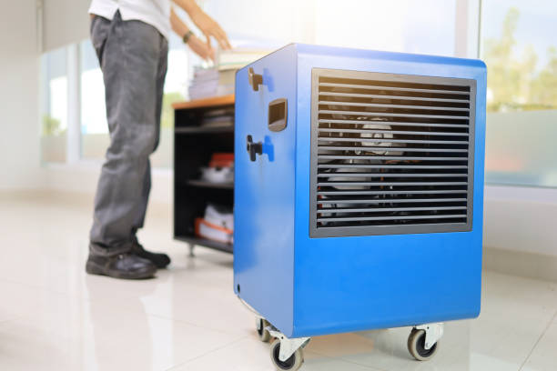 Best Black Mold Removal  in Lake Mary, FL