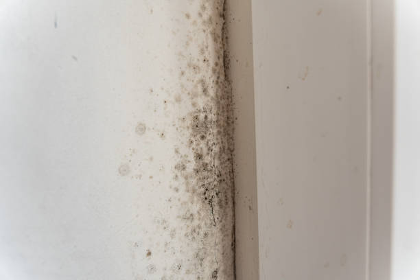Best Mold Damage Restoration  in Lake Mary, FL