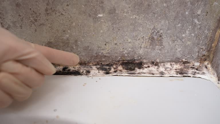 Best Mold Prevention Services  in Lake Mary, FL