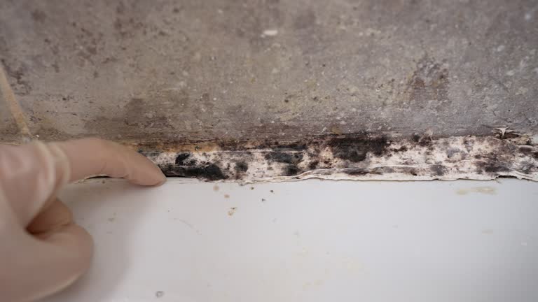 Best Flood Damage  in Lake Mary, FL