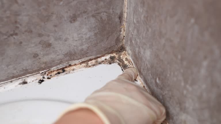 Best Emergency Mold Remediation  in Lake Mary, FL