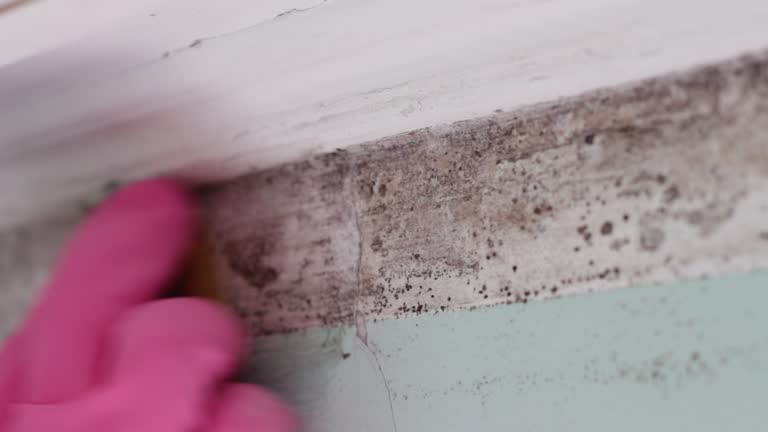 Dehumidification Services in Lake Mary, FL